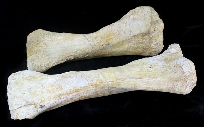 Very Rare Sauropod Metacarpals - Marine Deposits, Morocco #21734